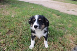 Felix - Miniature Australian Shepherd for sale