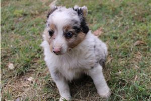 Harlow - Miniature Australian Shepherd for sale