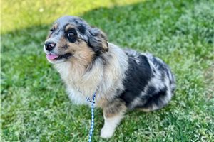 Teton - puppy for sale