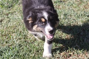 Dane - Miniature Australian Shepherd for sale
