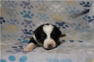 Huck - puppy for sale