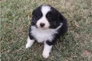 Farrah - Miniature Australian Shepherd for sale