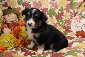 Hickory - Miniature Australian Shepherd for sale