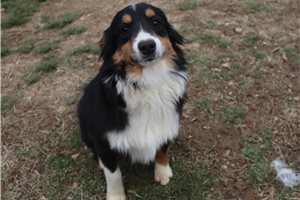 Maximus - Miniature Australian Shepherd for sale