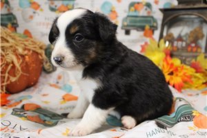 Helena - Miniature Australian Shepherd for sale