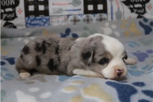 Darlene - Miniature Australian Shepherd for sale