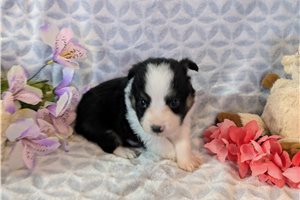 Dylan - Miniature Australian Shepherd for sale