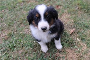 Huck - Miniature Australian Shepherd for sale