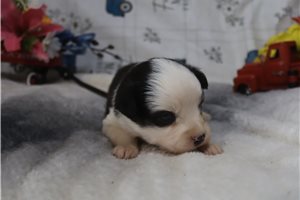 Eleanor - Miniature Australian Shepherd for sale