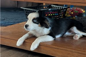 Eleanor - Miniature Australian Shepherd for sale