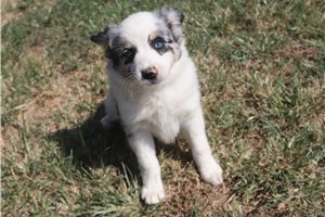 Dixie - Miniature Australian Shepherd for sale