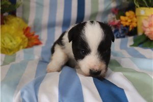 Freya - puppy for sale