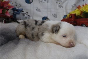 Ezra - Miniature Australian Shepherd for sale