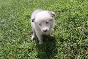 Emma - Miniature Australian Shepherd for sale