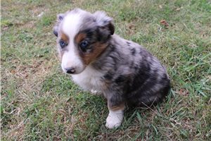 Hope - Miniature Australian Shepherd for sale