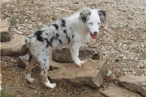 Emma - Miniature Australian Shepherd for sale