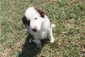 Danny - Miniature Australian Shepherd for sale