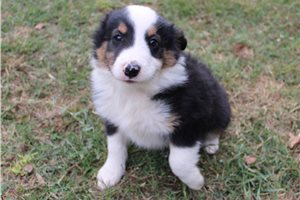 Henry - Miniature Australian Shepherd for sale