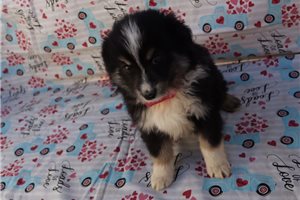 Blakely - puppy for sale