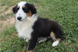 Arthur - puppy for sale