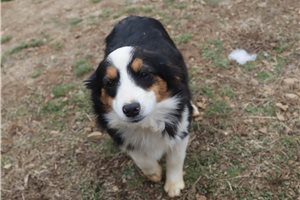 Gracie - puppy for sale