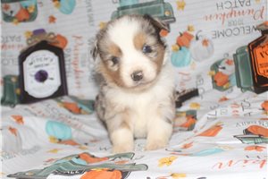 Kit - puppy for sale