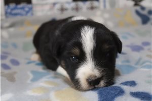 Dane - Miniature Australian Shepherd for sale