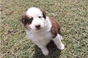 Danny - Miniature Australian Shepherd for sale