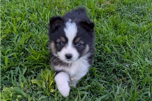 Daniel - Miniature Australian Shepherd for sale