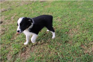 Freya - Miniature Australian Shepherd for sale