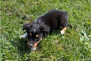 Delilah - Miniature Australian Shepherd for sale