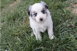 Dixie - Miniature Australian Shepherd for sale