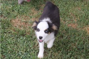 Eleanor - Miniature Australian Shepherd for sale