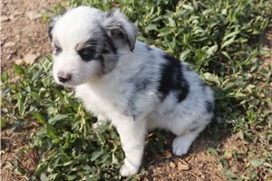 Dixie - Miniature Australian Shepherd for sale