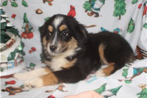 Arden - puppy for sale