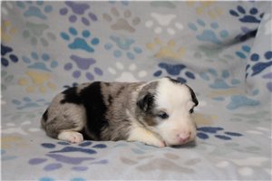 Hamlet - puppy for sale