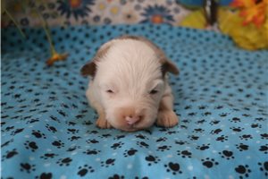 Emma - puppy for sale