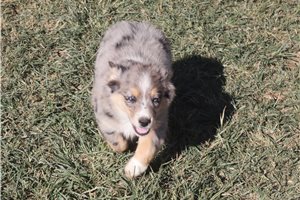 Daniel - Miniature Australian Shepherd for sale