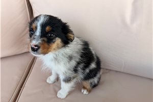 Darius - puppy for sale