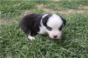 Eleanor - Miniature Australian Shepherd for sale