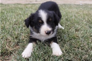 Felix - Miniature Australian Shepherd for sale