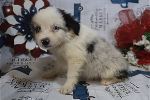 Elijah - Miniature Australian Shepherd for sale