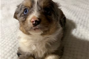Dolly - puppy for sale