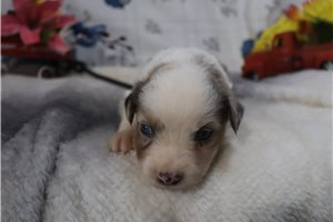 Evelyn - Miniature Australian Shepherd for sale
