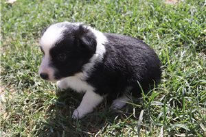 Freya - Miniature Australian Shepherd for sale