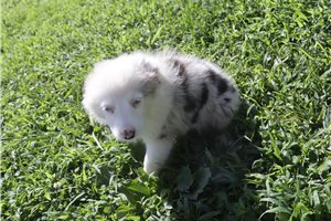 Emma - Miniature Australian Shepherd for sale