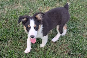 Dylan - Miniature Australian Shepherd for sale