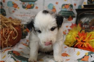 Hamlet - Miniature Australian Shepherd for sale