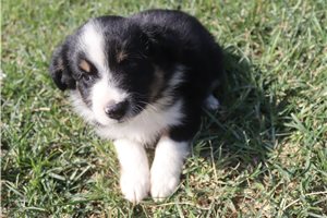 Felix - Miniature Australian Shepherd for sale