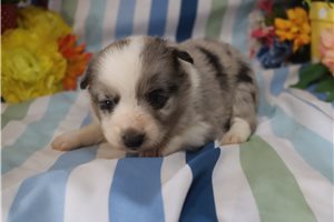 Flora - Miniature Australian Shepherd for sale